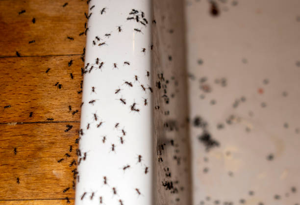 Best Residential Pest Control  in Lugoff, SC