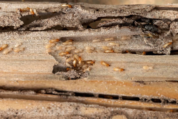 Best Emergency Pest Control  in Lugoff, SC